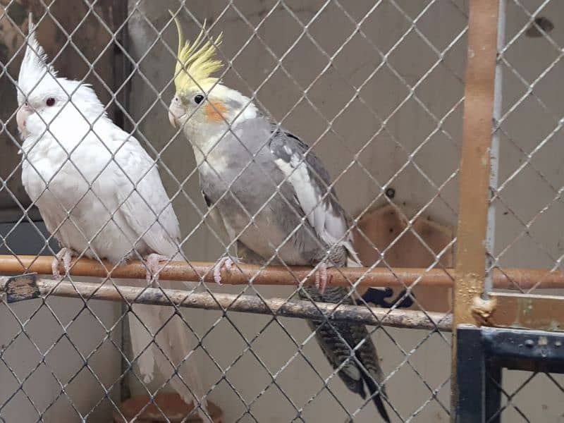 Gray cockatiele male parrot 3