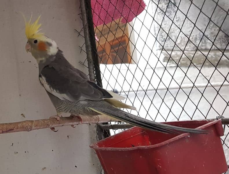 Gray cockatiele male parrot 4