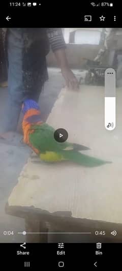 lorykeet parrot for sell. . .