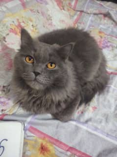 Grey male persion kitten doll face