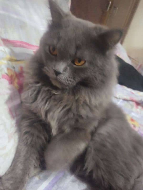 Grey male persion kitten doll face 1