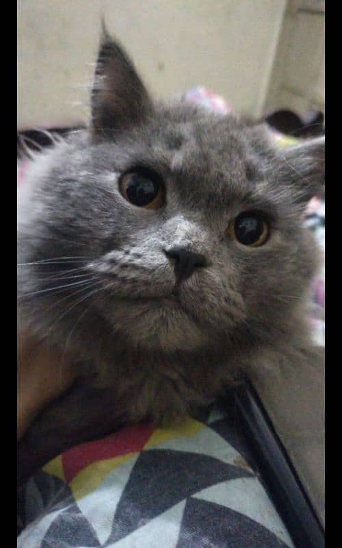 Grey male persion kitten doll face 3