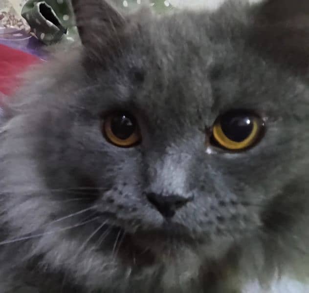 Grey male persion kitten doll face 4