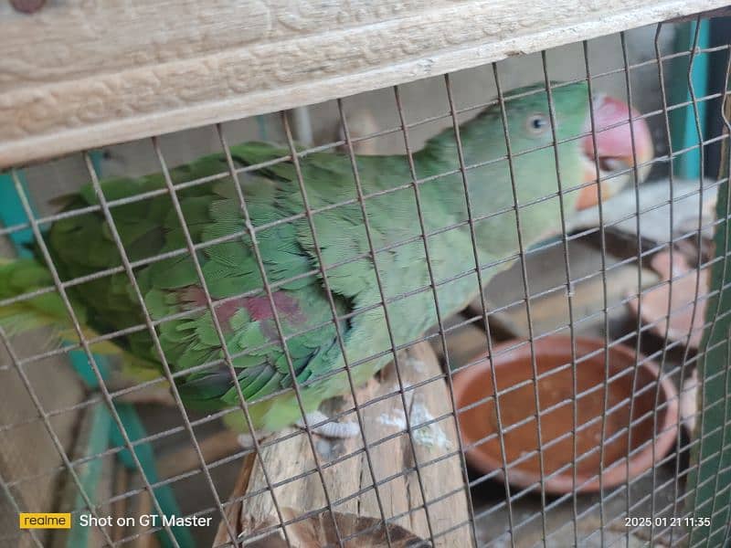 Healthy Raw Parrots for Sale 0