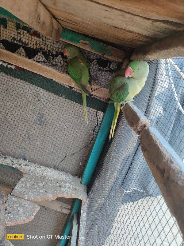 Healthy Raw Parrots for Sale 1