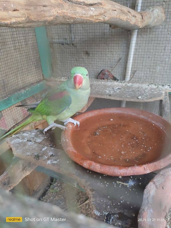 Healthy Raw Parrots for Sale 2