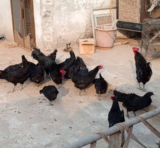 Black Australorp & Heavy buff Chicks 0