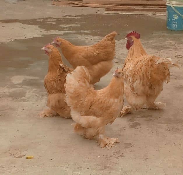 Black Australorp & Heavy buff Chicks 1