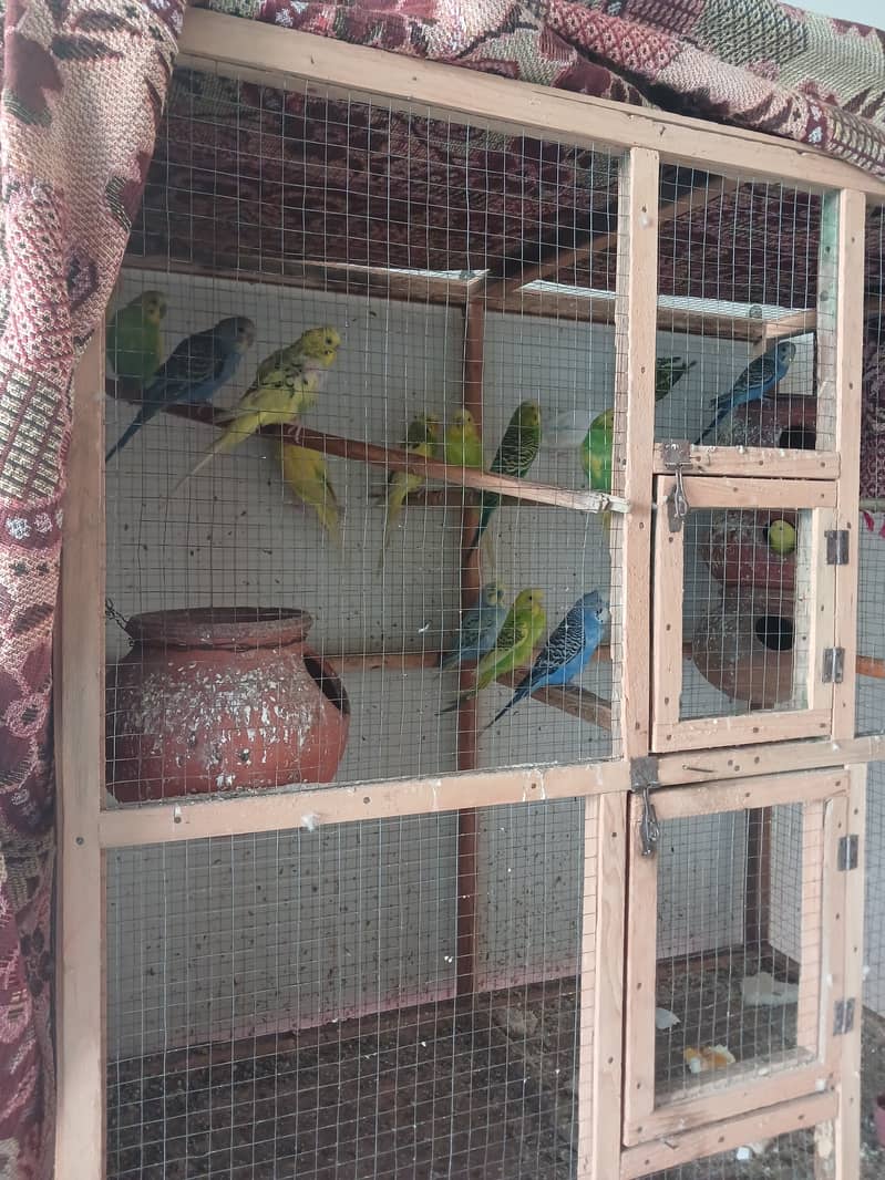 Parrots 2