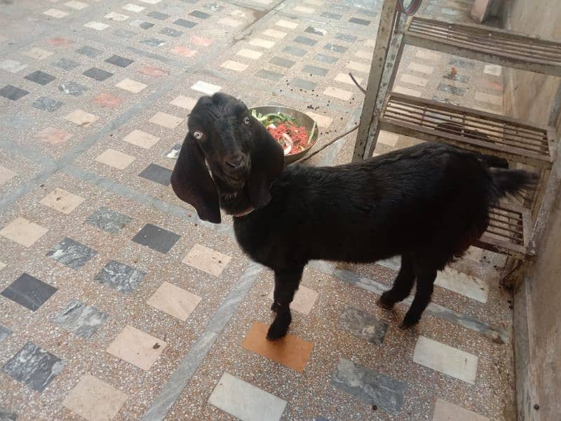 betal bakri for sale 0