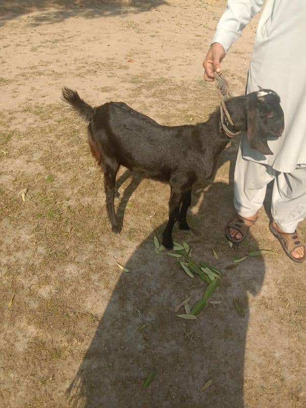 betal bakri for sale 1