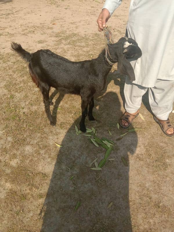 betal bakri for sale 2