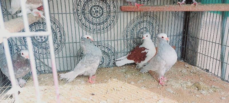 birds for sale 2