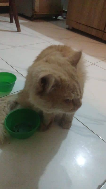 Male Feline Ginger Cat for Sale 0