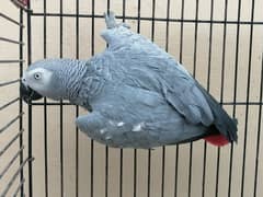 African Gray fully tame female