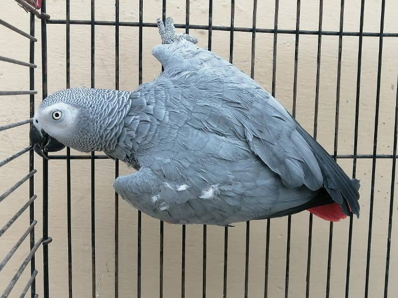 African Gray fully tame female 0