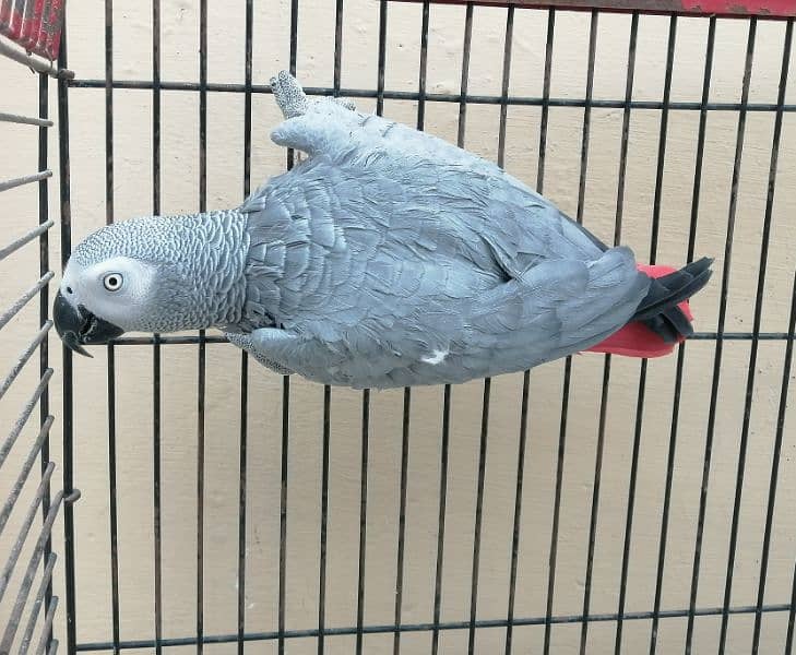 African Gray fully tame female 1