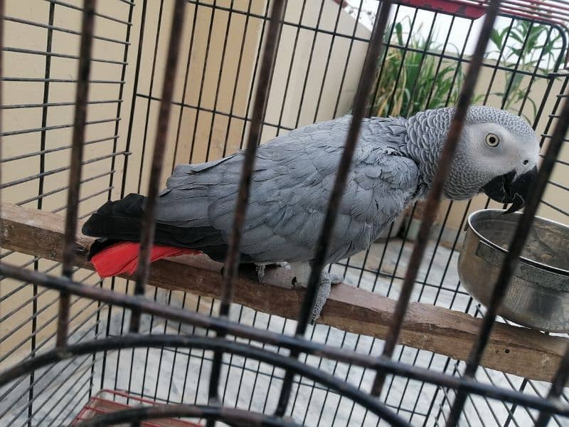 African Gray fully tame female 2