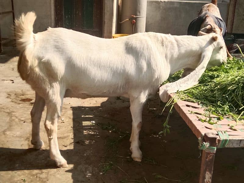 pure gulabi jumbo size bakri 0