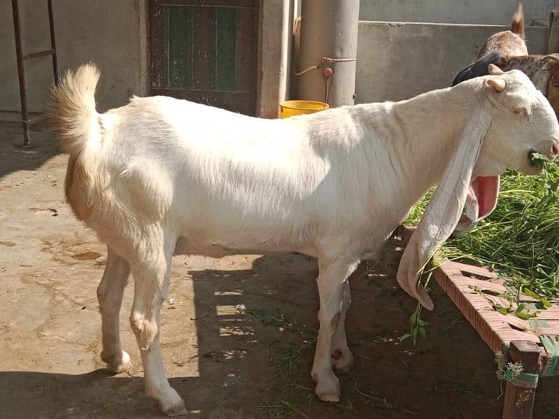 pure gulabi jumbo size bakri 1