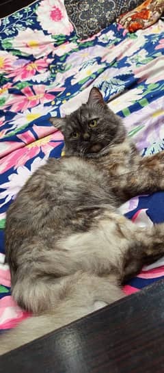 Persian cat female ha Call me 0323/460/6733/