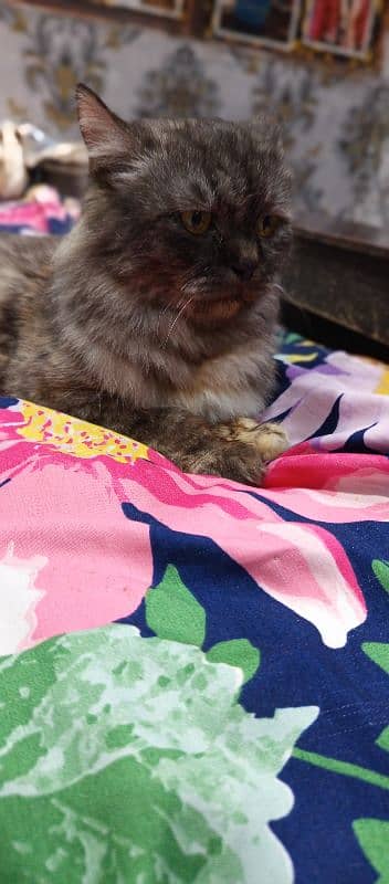 Persian cat female ha Call me 0323/460/6733/ 3