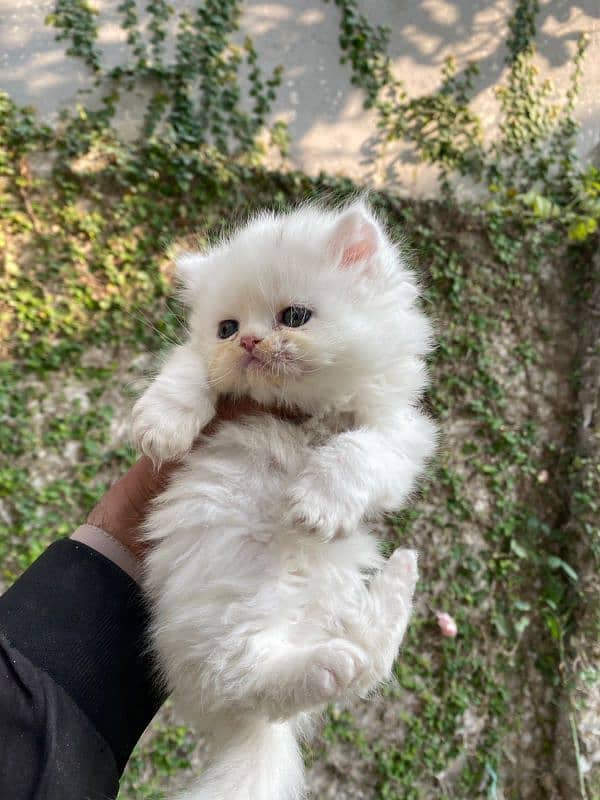 Persian kitten for sale afordable price 1