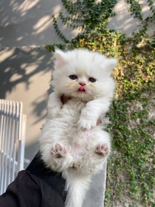 Persian kitten for sale afordable price 3