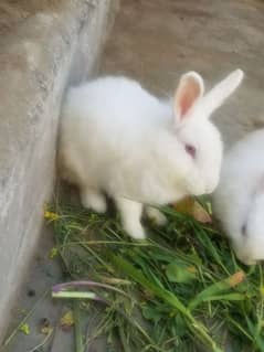 angora rabbit pair for sale