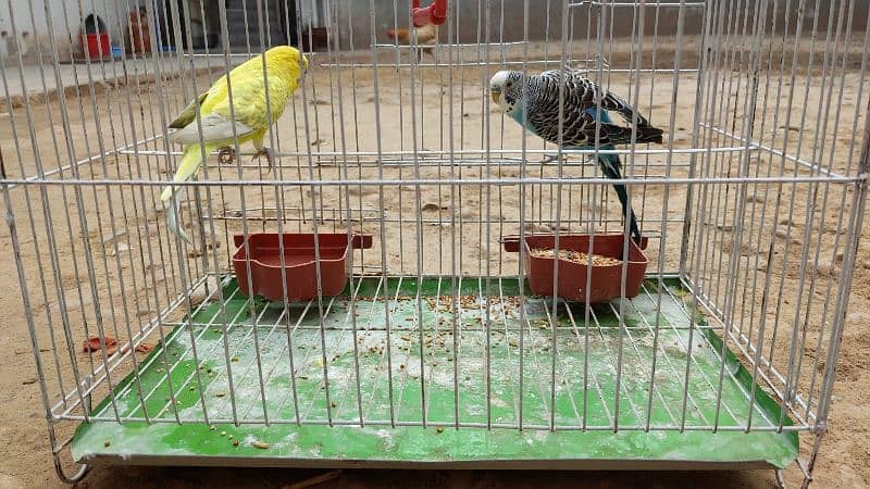 parrots 2