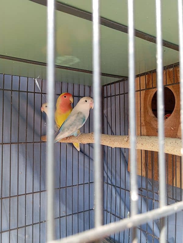 love Birds 2