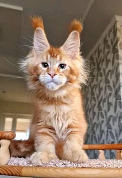 Maine coon kittens