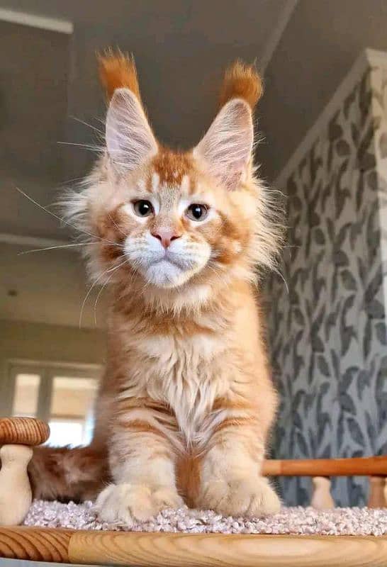 Maine coon kittens 0