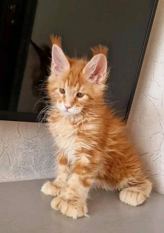 Maine coon kittens 1