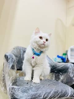 white persian cat / triple coated / male / punch face