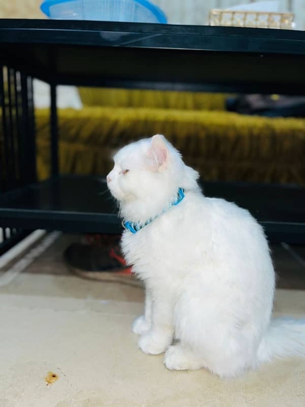 white persian cat / triple coated / male / punch face 3