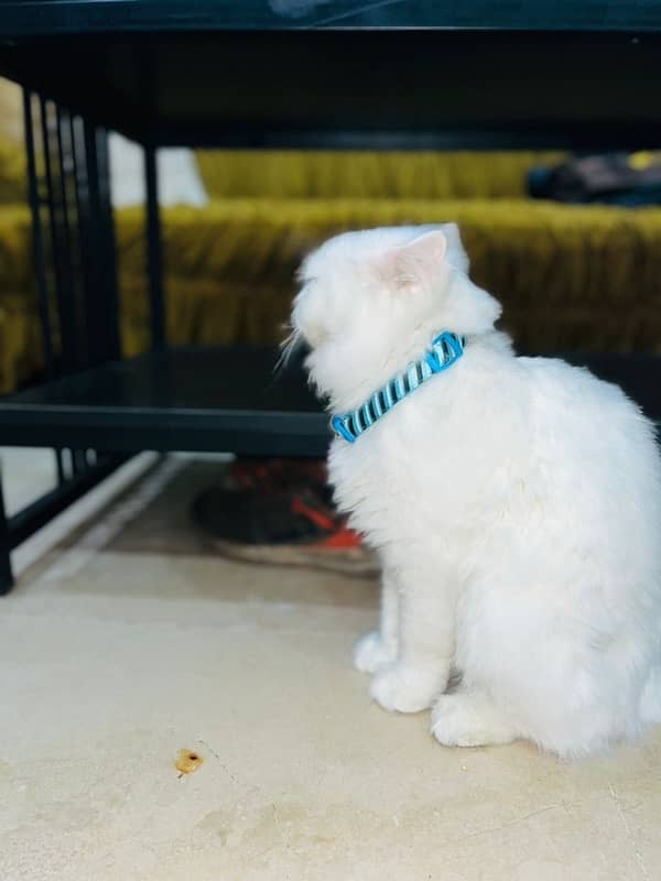 white persian cat / triple coated / male / punch face 4