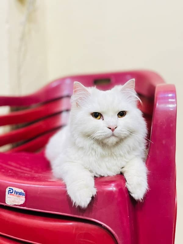 white persian cat / triple coated / male / punch face 5