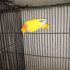 adult lovebirds parsnata albino opline mix quality love birds.