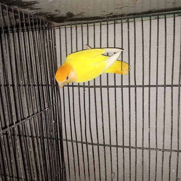 adult lovebirds parsnata albino opline mix quality love birds. 0