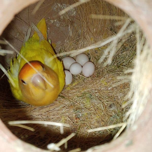 adult lovebirds parsnata albino opline mix quality love birds. 1