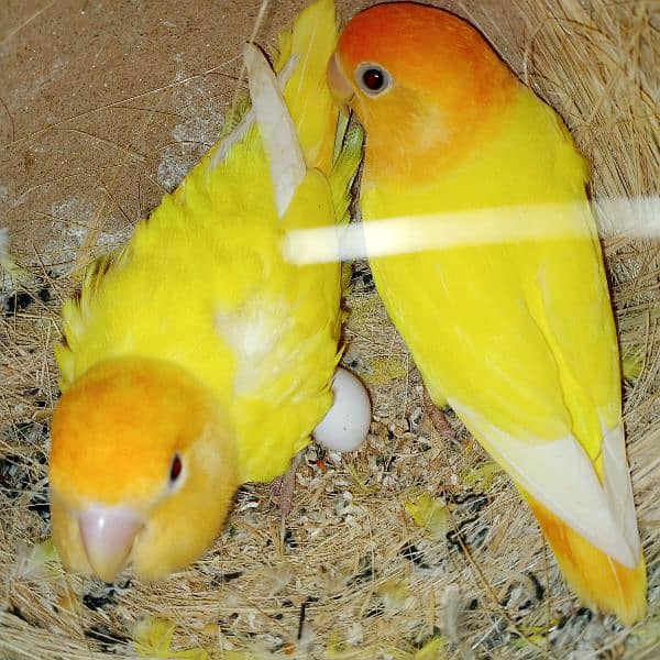 adult lovebirds parsnata albino opline mix quality love birds. 3