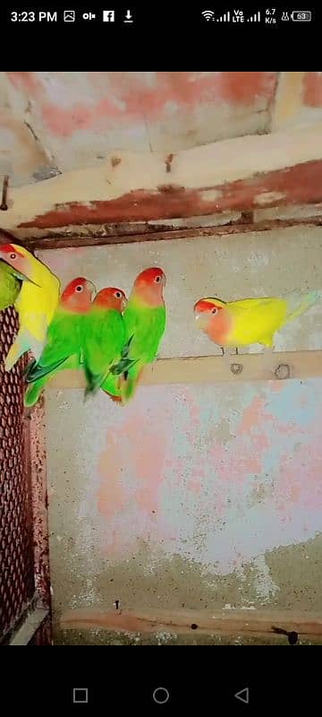 adult lovebirds parsnata albino opline mix quality love birds. 4