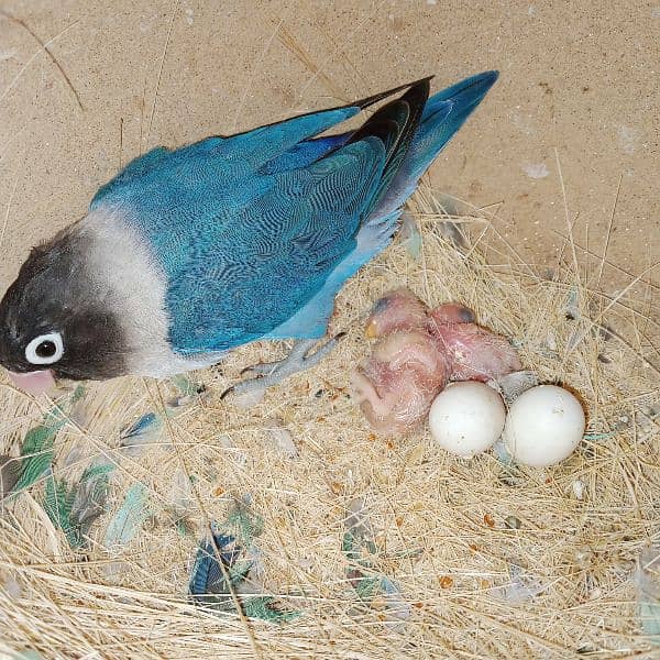 adult lovebirds parsnata albino opline mix quality love birds. 5