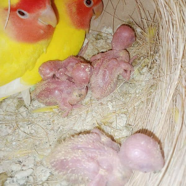 adult lovebirds parsnata albino opline mix quality love birds. 6