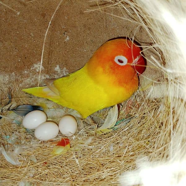 adult lovebirds parsnata albino opline mix quality love birds. 7