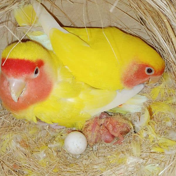 adult lovebirds parsnata albino opline mix quality love birds. 8