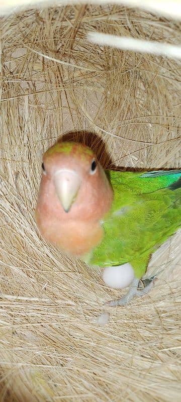 adult lovebirds parsnata albino opline mix quality love birds. 9