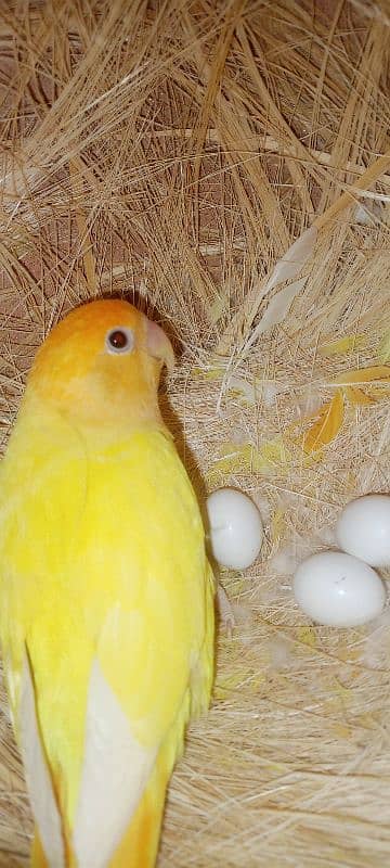 adult lovebirds parsnata albino opline mix quality love birds. 11