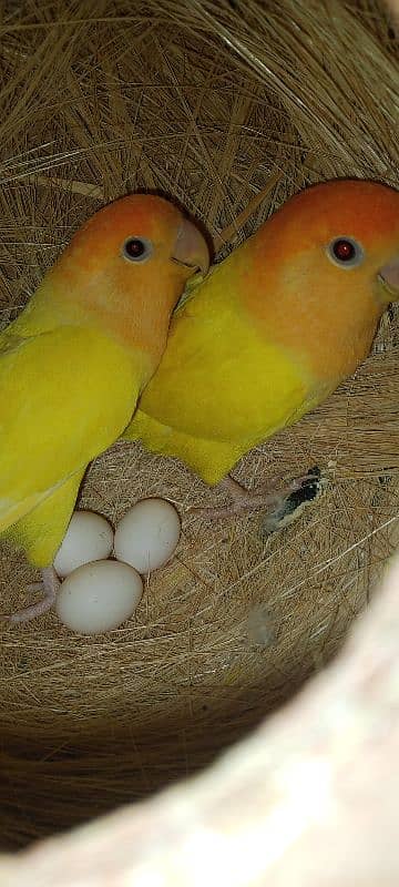 adult lovebirds parsnata albino opline mix quality love birds. 12